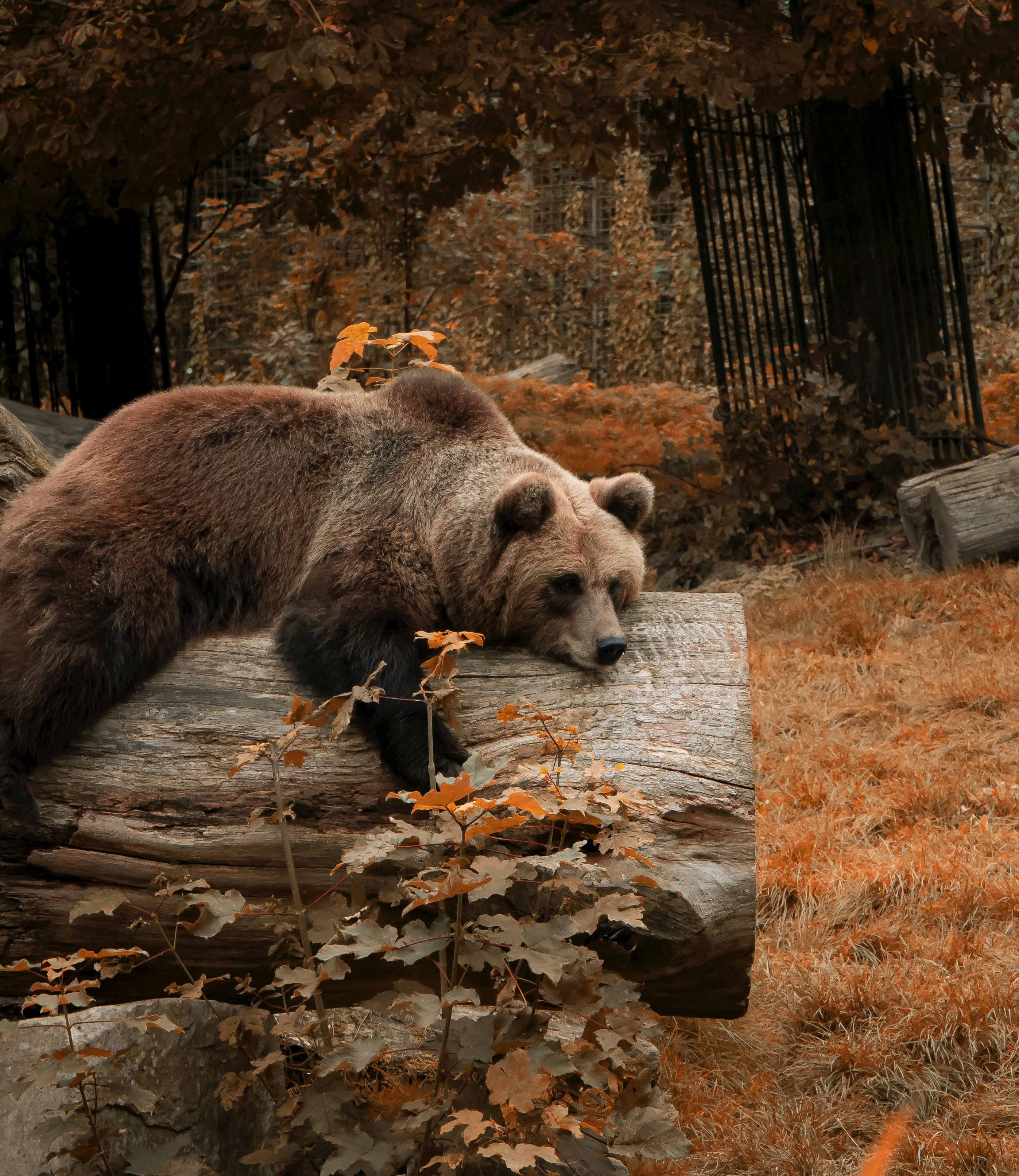 Wild Neighbours: A Sensible Guide to Ontario Wildlife Encounters